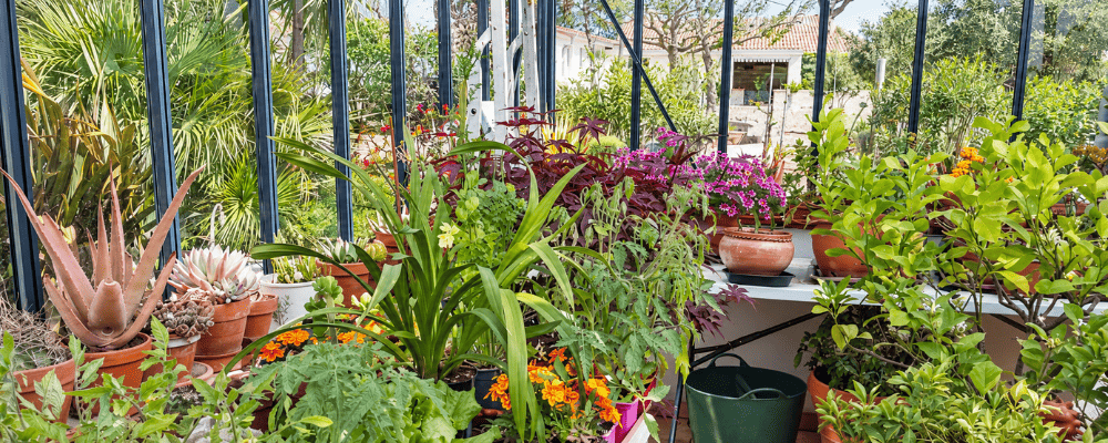 Jeunes plants et plantes en pots à l’intérieur d’une serre Luxia Rétro LAMS sur muret.